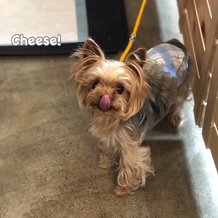 Cheese Cheese