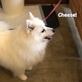 Cheese Cheese