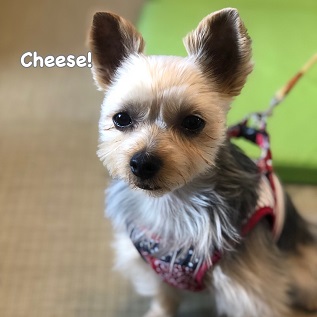 Cheese Cheese