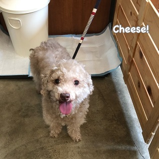 Cheese Cheese