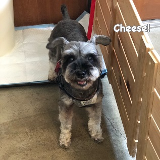 Cheese Cheese
