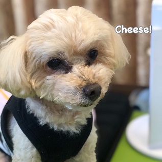 Cheese Cheese