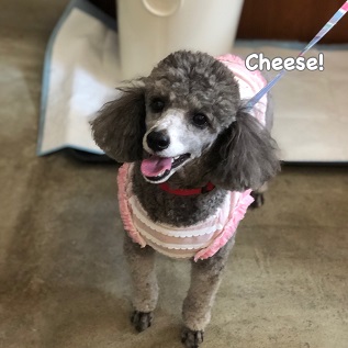 Cheese Cheese