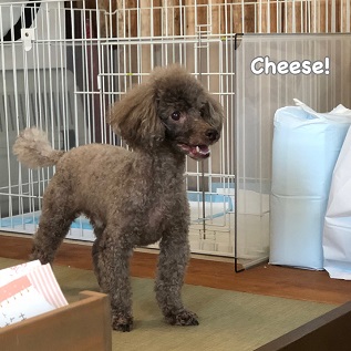 Cheese Cheese