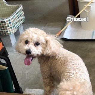 Cheese Cheese