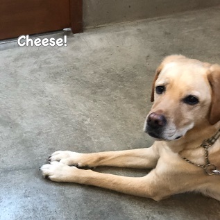 Cheese