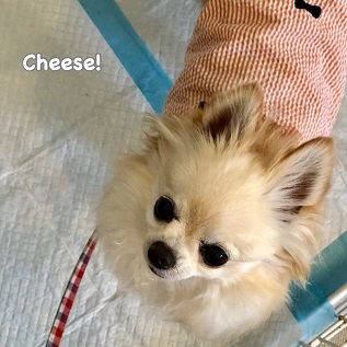 Cheese Cheese