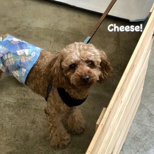 Cheese Cheese