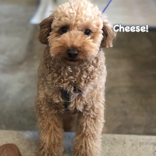 Cheese Cheese