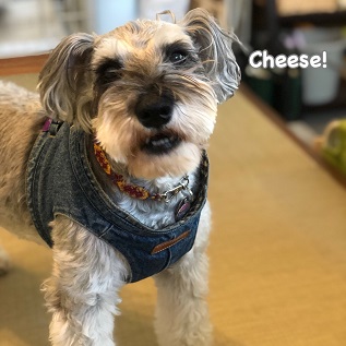 Cheese Cheese