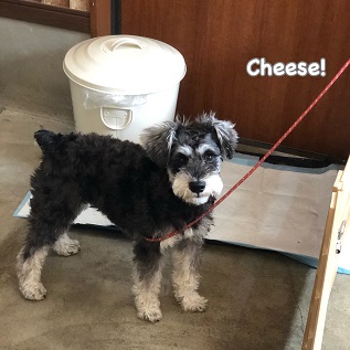 Cheese Cheese