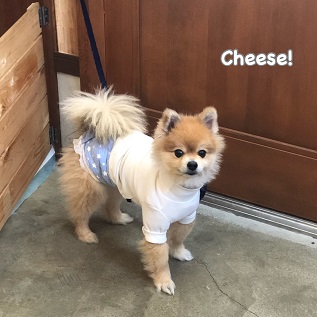 Cheese Cheese