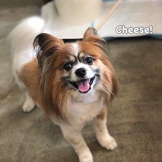Cheese Cheese