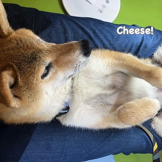 Cheese Cheese
