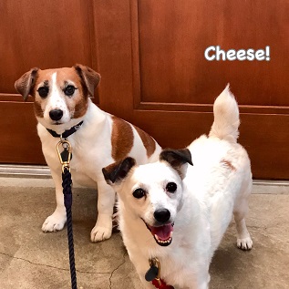 Cheese Cheese