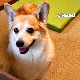 Cheese Cheese