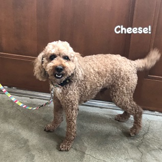 Cheese Cheese