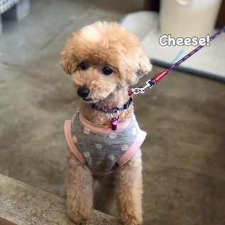 Cheese Cheese