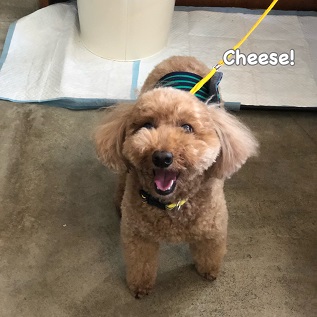 Cheese Cheese