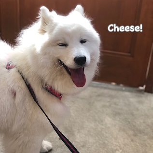 Cheese Cheese