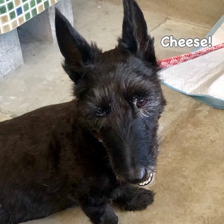 Cheese Cheese