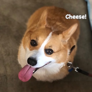 Cheese Cheese