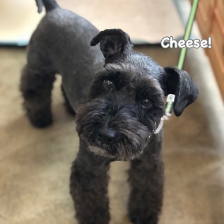 Cheese Cheese