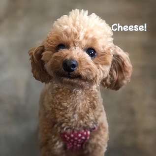 Cheese Cheese