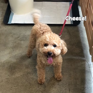 Cheese