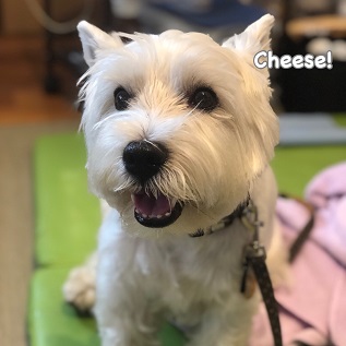 Cheese Cheese