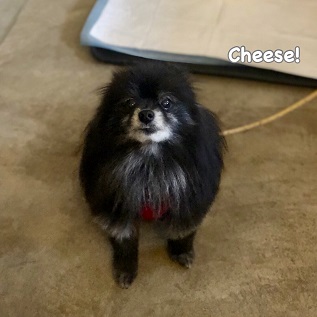 Cheese Cheese