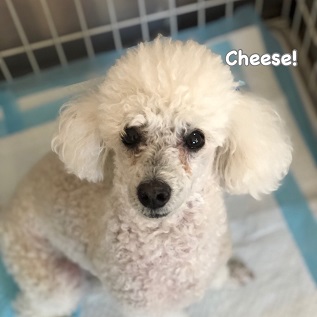 Cheese Cheese