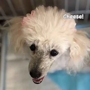 Cheese Cheese