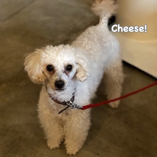 Cheese Cheese