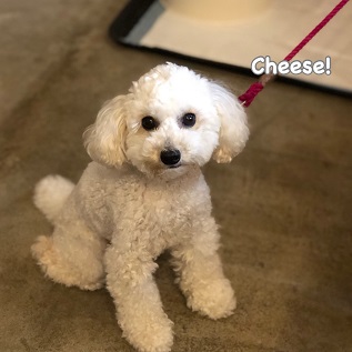 Cheese Cheese
