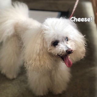 Cheese Cheese