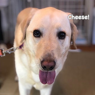 Cheese Cheese