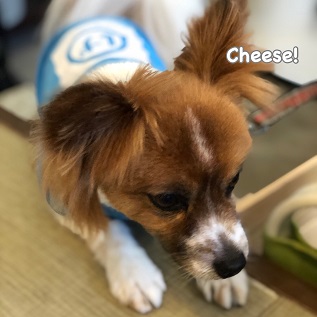 Cheese Cheese