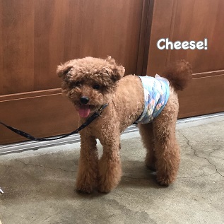 Cheese Cheese