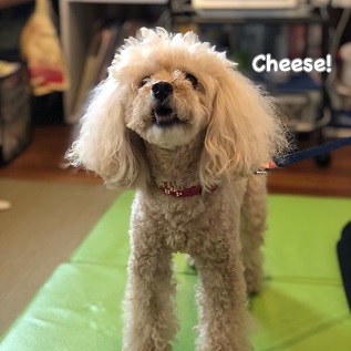 Cheese