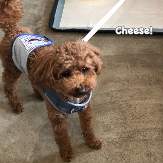 Cheese Cheese