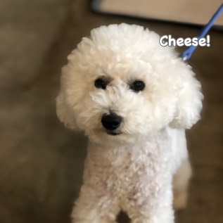 Cheese Cheese