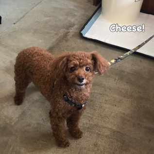 Cheese Cheese