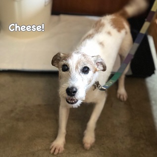 Cheese Cheese