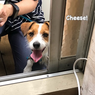 Cheese Cheese