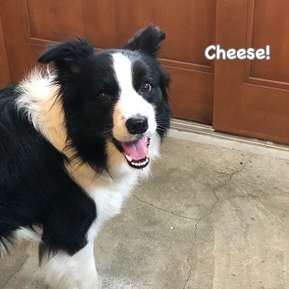 Cheese Cheese