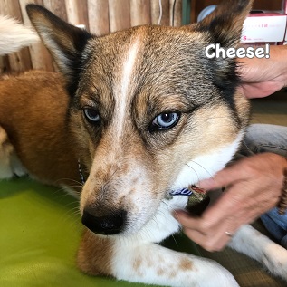 Cheese Cheese