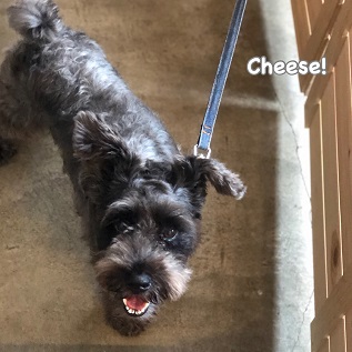 Cheese Cheese
