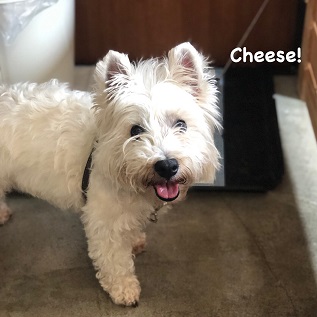 Cheese Cheese