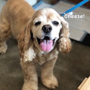 Cheese Cheese